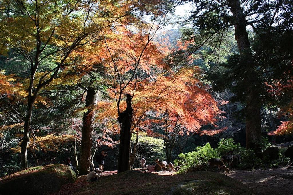 Hotel Sakuraya à Itsukushima Extérieur photo